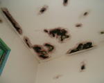 DSCF0009.JPG